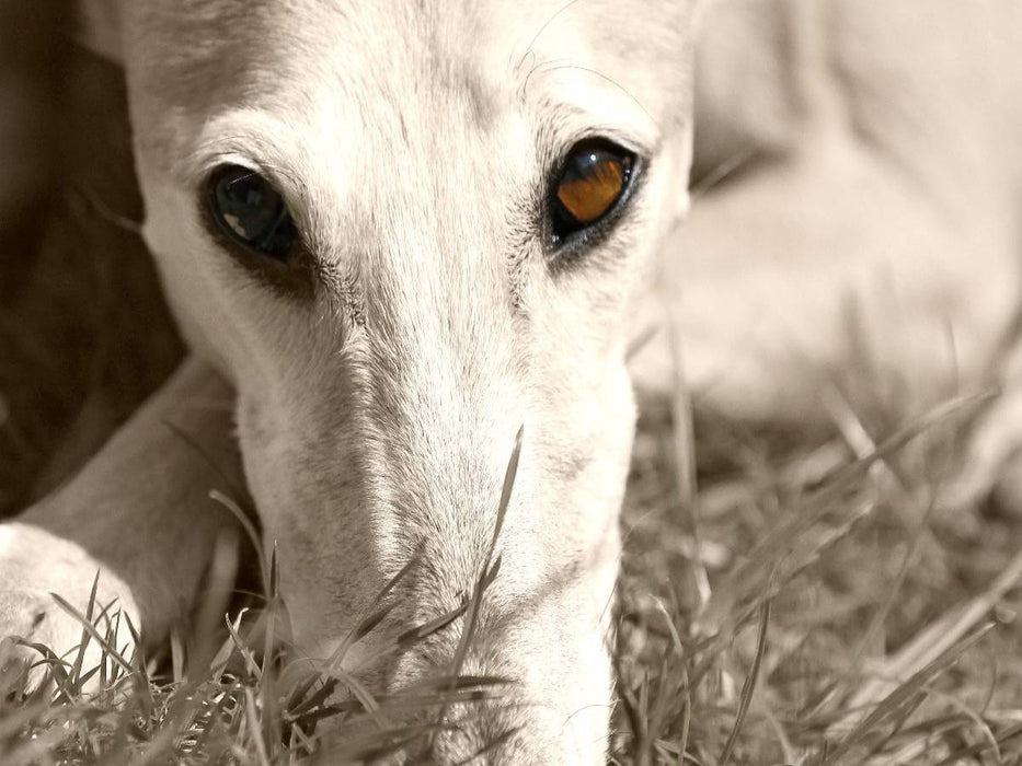 Ein Motiv aus dem Kalender Galgo eye-catcher - CALVENDO Foto-Puzzle'
