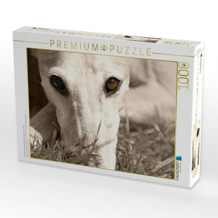 Ein Motiv aus dem Kalender Galgo eye-catcher - CALVENDO Foto-Puzzle'