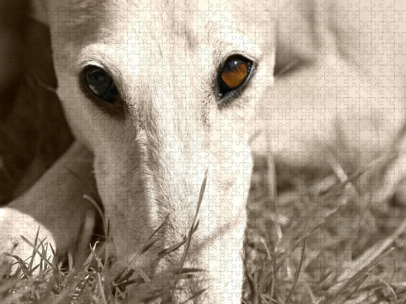 Ein Motiv aus dem Kalender Galgo eye-catcher - CALVENDO Foto-Puzzle'