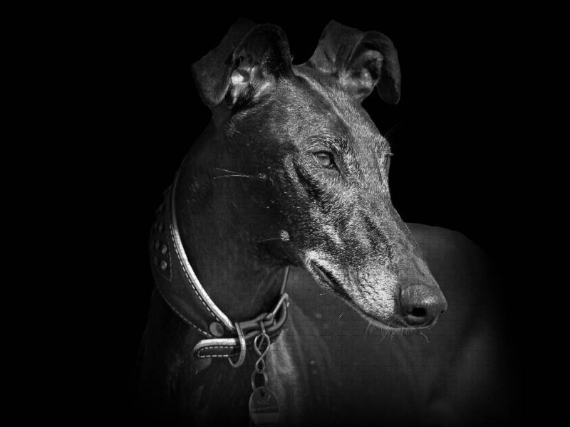 Ein Motiv aus dem Kalender Galgo Español 2017 - CALVENDO Foto-Puzzle'