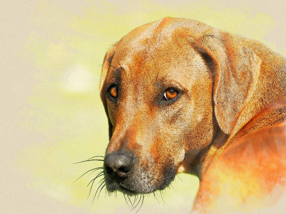 Ein Motiv aus dem Kalender Rhodesian Ridgeback 2017 - CALVENDO Foto-Puzzle'