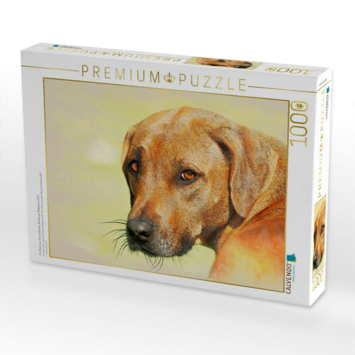 Ein Motiv aus dem Kalender Rhodesian Ridgeback 2017 - CALVENDO Foto-Puzzle'