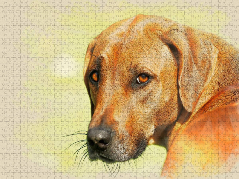 Ein Motiv aus dem Kalender Rhodesian Ridgeback 2017 - CALVENDO Foto-Puzzle'