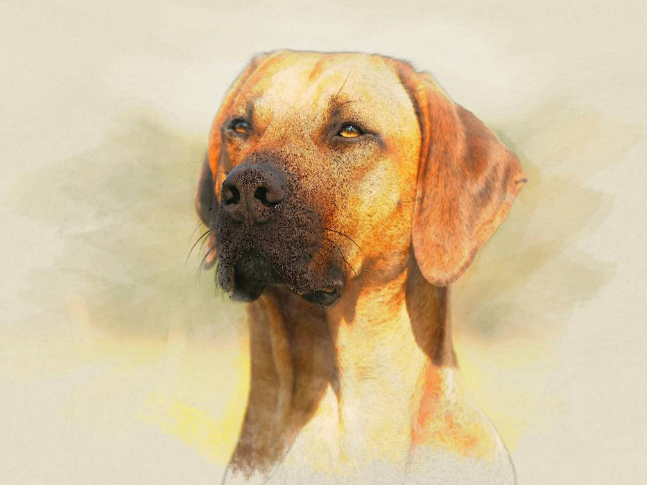 Ein Motiv aus dem Kalender Rhodesian Ridgeback 2017 - CALVENDO Foto-Puzzle'