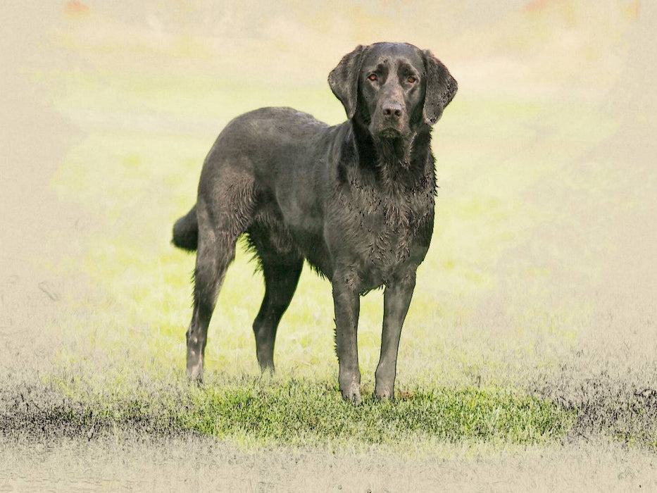 Ein Motiv aus dem Kalender Labrador Retriever 2017 - CALVENDO Foto-Puzzle'