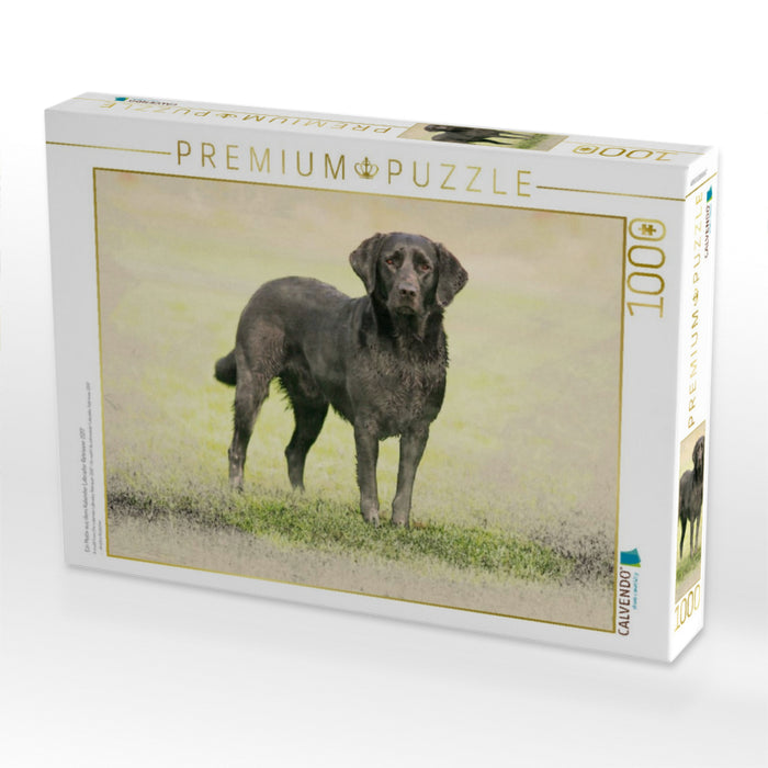 Ein Motiv aus dem Kalender Labrador Retriever 2017 - CALVENDO Foto-Puzzle'
