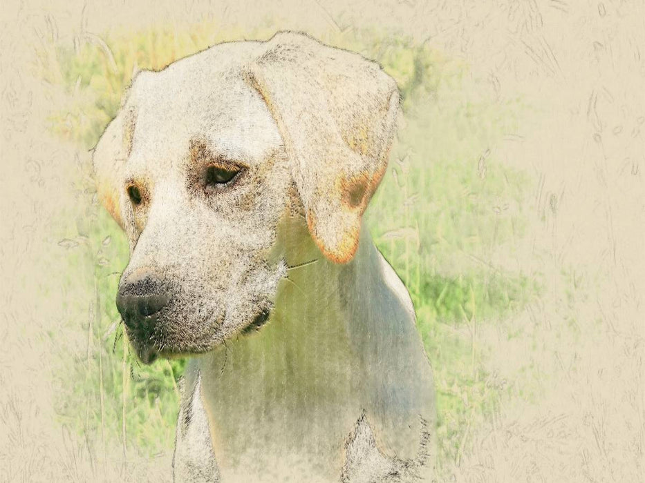 Ein Motiv aus dem Kalender Labrador Retriever 2017 - CALVENDO Foto-Puzzle'