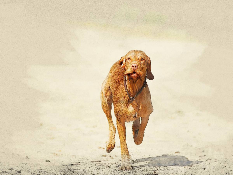 Ein Bild aus dem Kalender Magyar Vizsla 2017 / UK-Version - CALVENDO Foto-Puzzle'