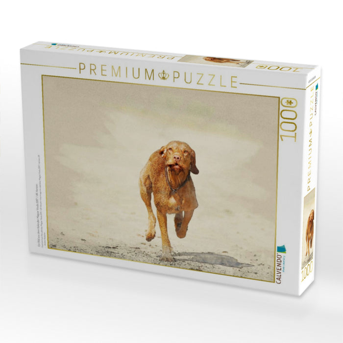 Ein Bild aus dem Kalender Magyar Vizsla 2017 / UK-Version - CALVENDO Foto-Puzzle'