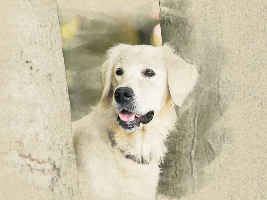 Ein Motiv aus dem Kalender Golden Retriever 2017 - CALVENDO Foto-Puzzle'