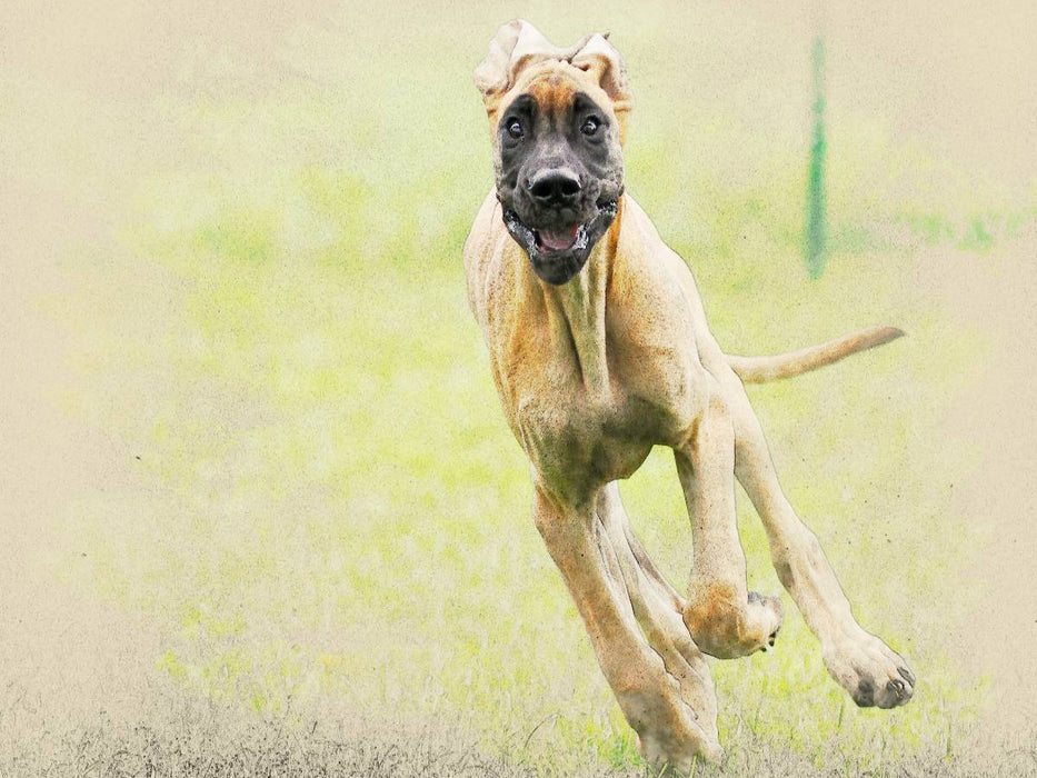 Deutsche Dogge - CALVENDO Foto-Puzzle'
