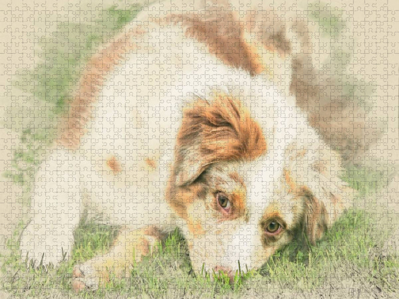 Australian Shepherd - CALVENDO Foto-Puzzle'