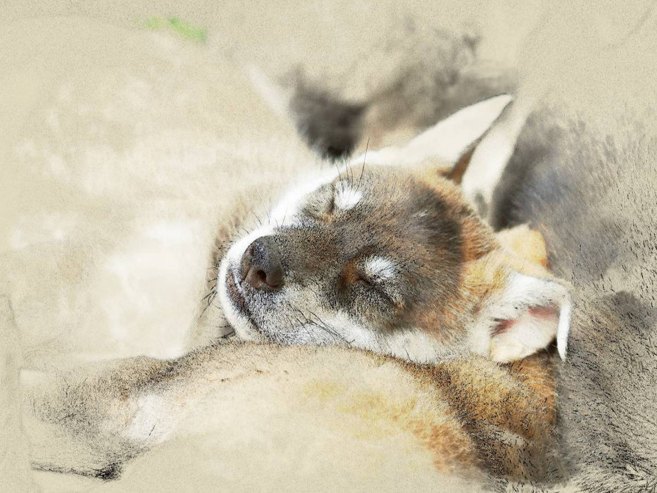 Tamaskan - CALVENDO Foto-Puzzle'