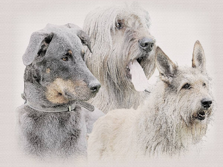 Ein Motiv aus dem Kalender Französische Hirtenhunde 2017 - CALVENDO Foto-Puzzle'