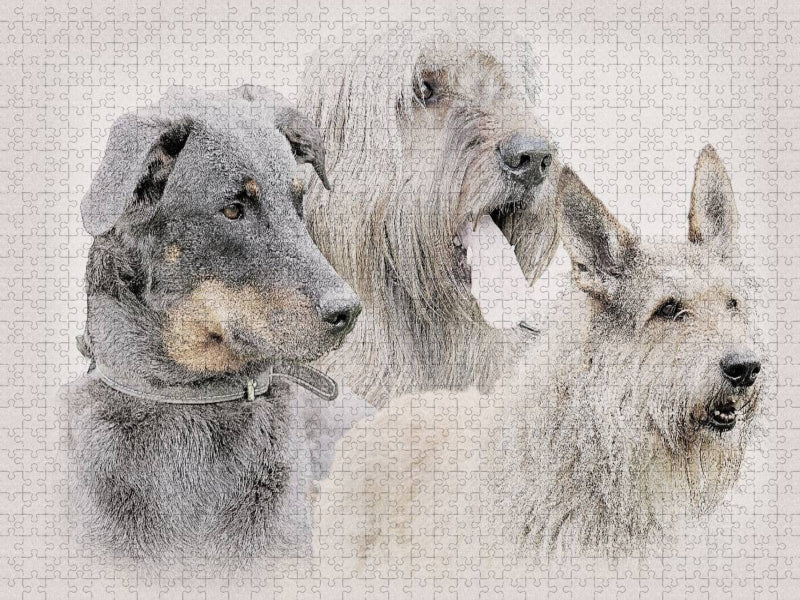 Ein Motiv aus dem Kalender Französische Hirtenhunde 2017 - CALVENDO Foto-Puzzle'