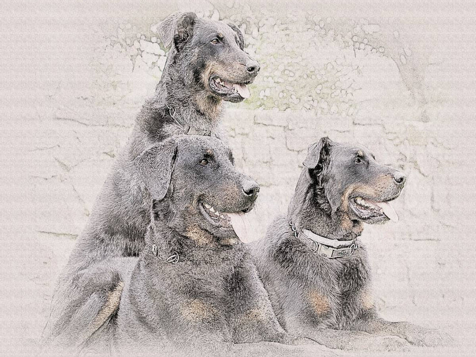 Beauceron - CALVENDO Foto-Puzzle'