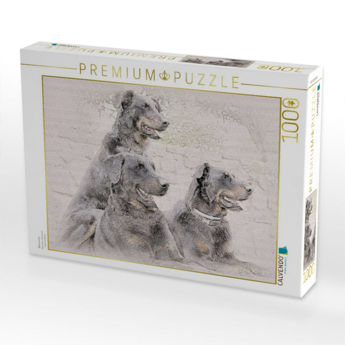 Beauceron - CALVENDO Foto-Puzzle'