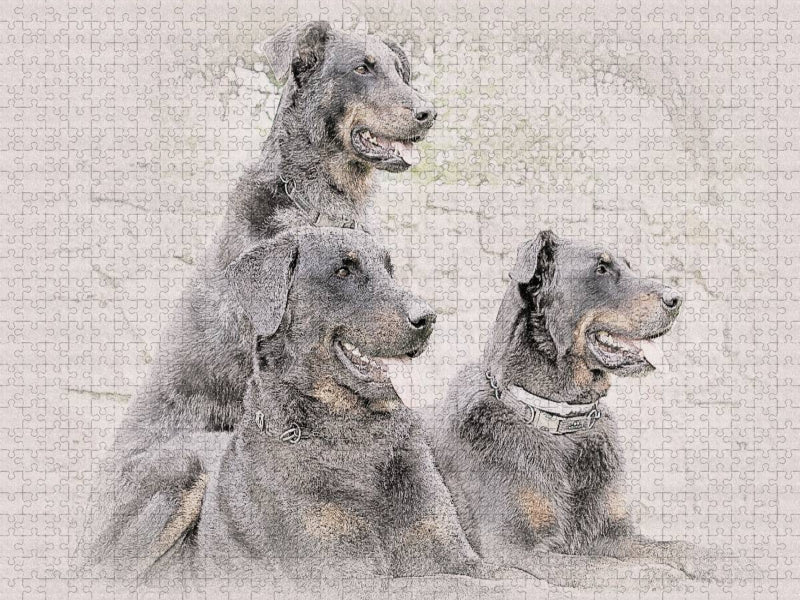 Beauceron - CALVENDO Foto-Puzzle'