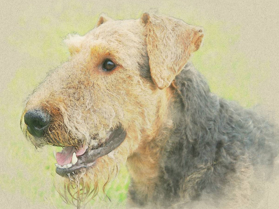 Ein Motiv aus dem Kalender Airedale Terrier 2017 - CALVENDO Foto-Puzzle'
