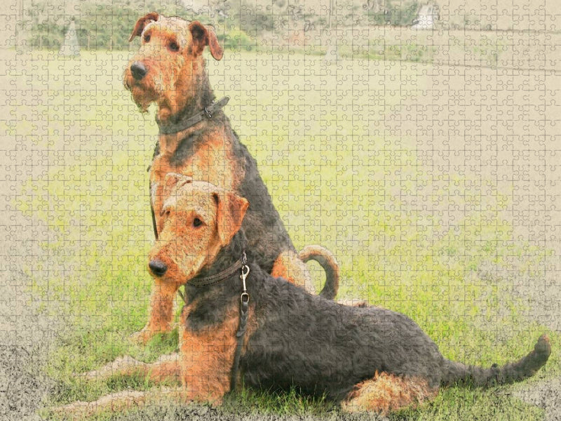Ein Motiv aus dem Kalender Airedale Terrier 2017 - CALVENDO Foto-Puzzle'