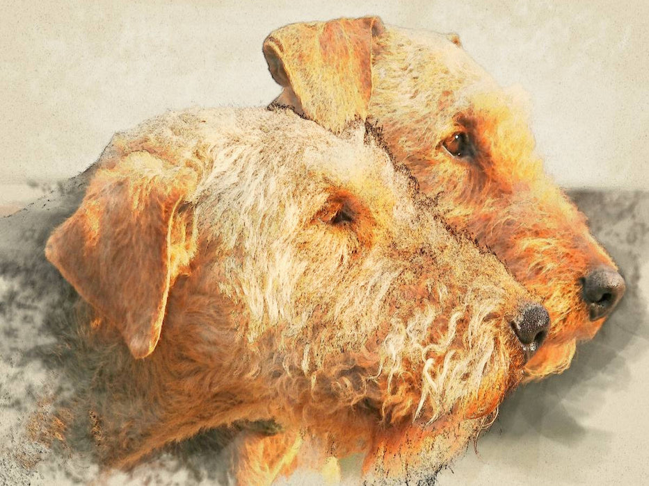 Ein Motiv aus dem Kalender Airedale Terrier 2017 - CALVENDO Foto-Puzzle'