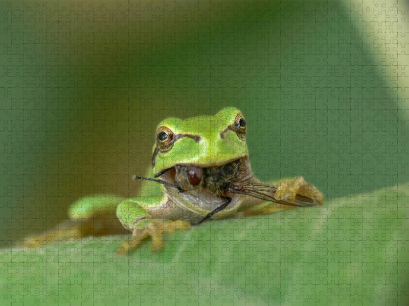 Gib nie auf! - CALVENDO Foto-Puzzle'