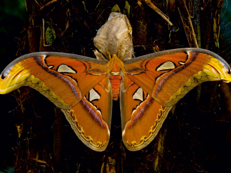 Atlas silk moth Attacus atlas - CALVENDO photo puzzle 