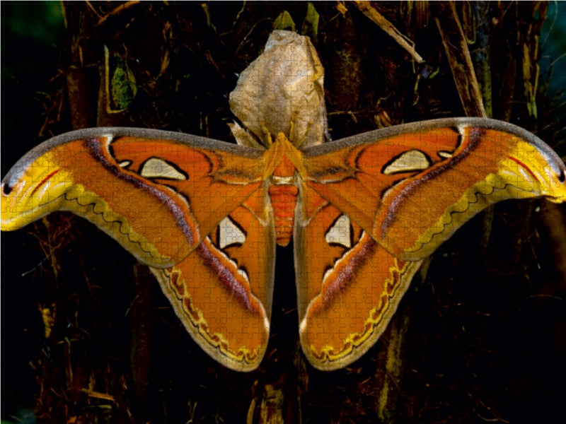 Atlas silk moth Attacus atlas - CALVENDO photo puzzle 