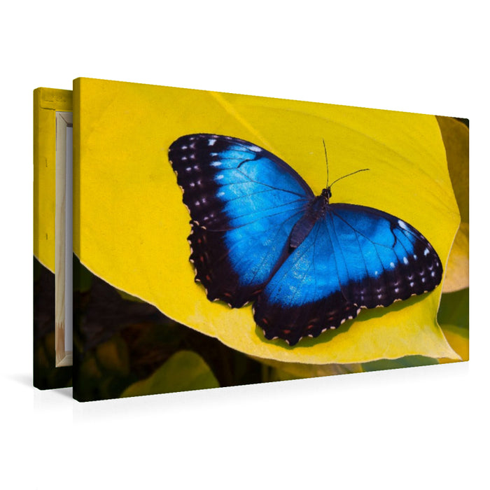 Premium Textil-Leinwand Himmelsfalter Morpho peleides