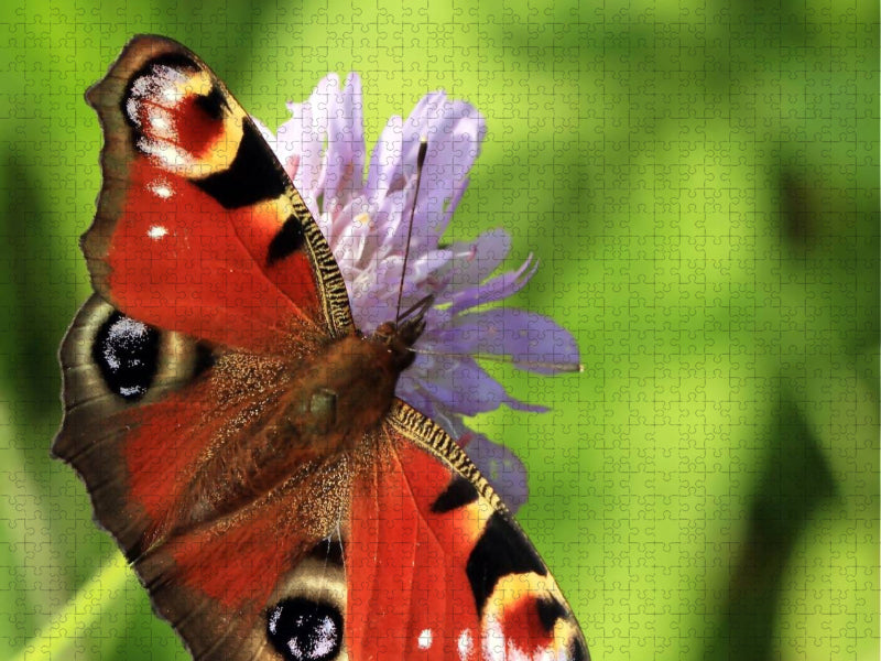 Tagpfauenauge (Aglais io) - CALVENDO Foto-Puzzle'