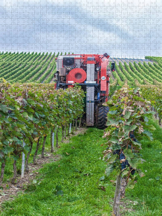 Vollernter bei der Weinlese - CALVENDO Foto-Puzzle'