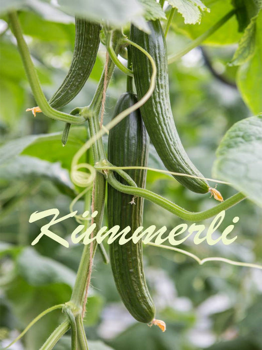 Meefränggisch: Kümmerli - Übersetzung: Gurken - CALVENDO Foto-Puzzle'