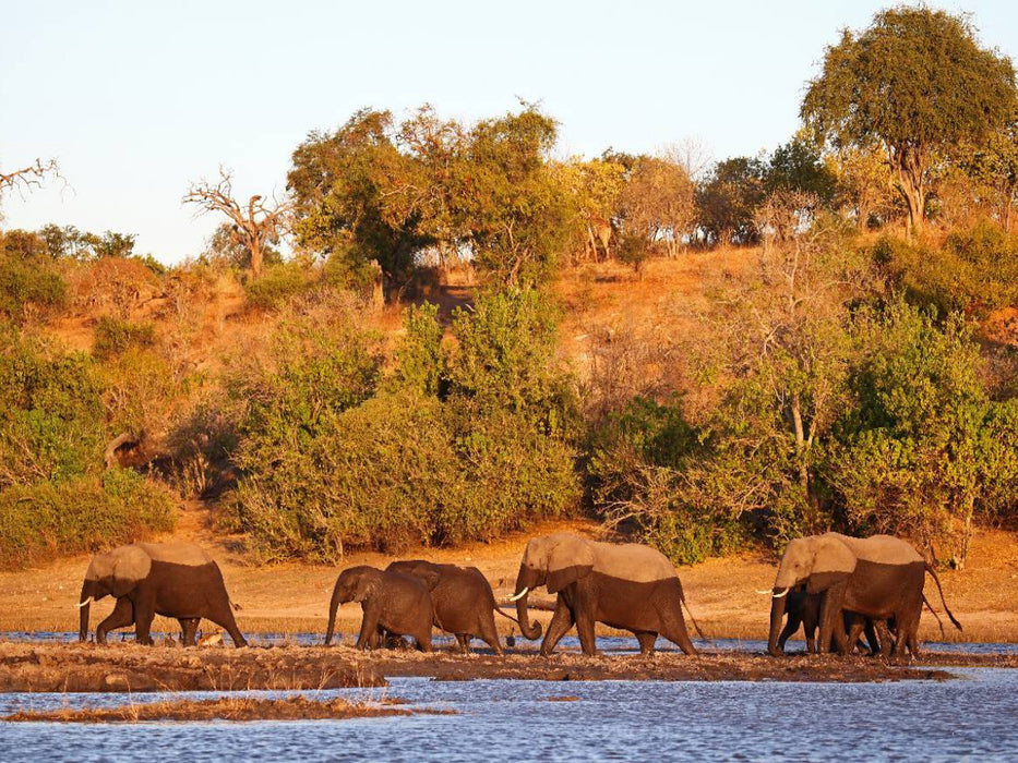 Elefanten am Fluss, Afrika - CALVENDO Foto-Puzzle'