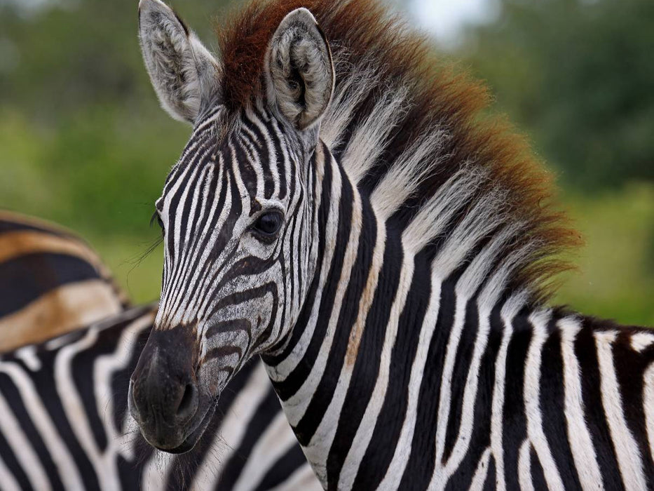 Zebra-Nachwuchs, Afrika - CALVENDO Foto-Puzzle'
