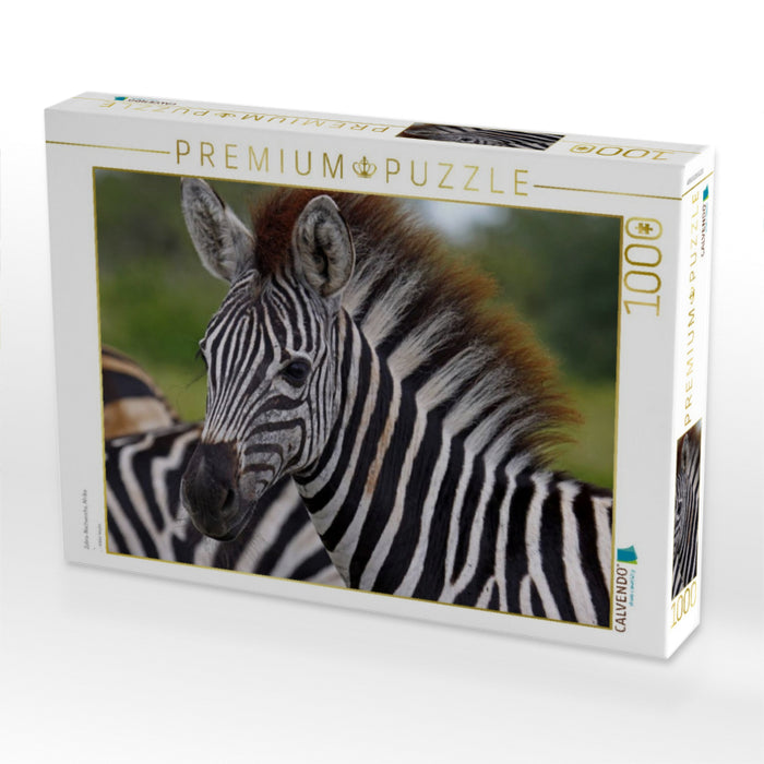 Zebra-Nachwuchs, Afrika - CALVENDO Foto-Puzzle'