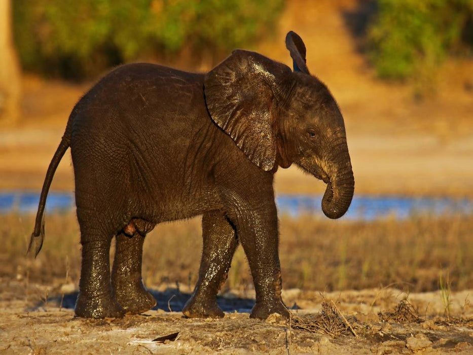 Junger Elefant in Botswana - CALVENDO Foto-Puzzle'