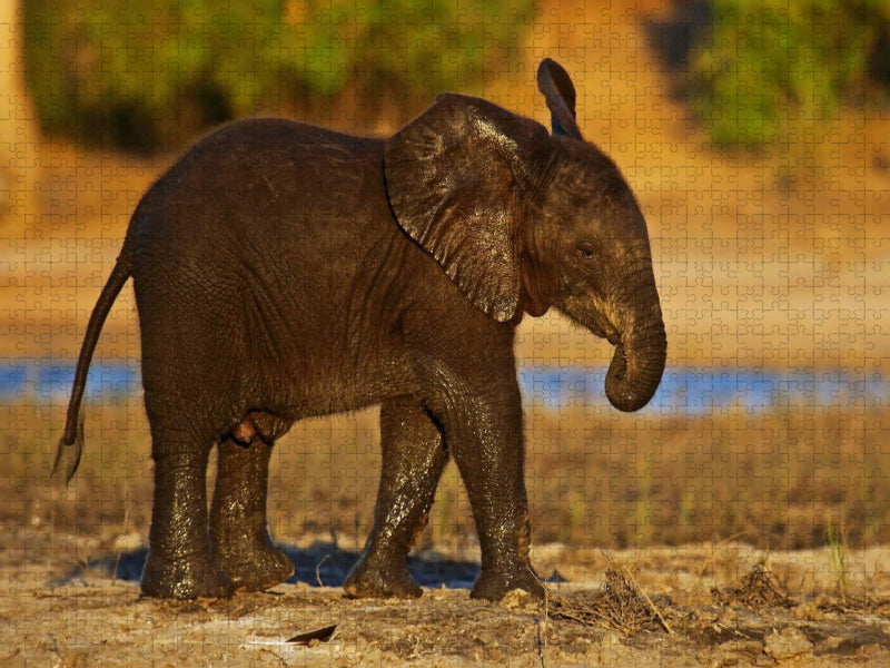 Junger Elefant in Botswana - CALVENDO Foto-Puzzle'