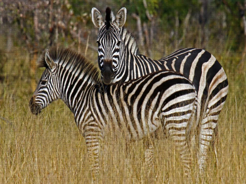 Zebra-Kleinfamilie, Namibia - CALVENDO Foto-Puzzle'
