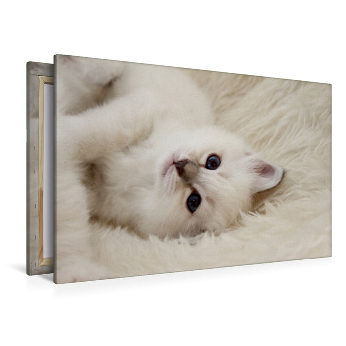 Premium Textil-Leinwand Liprima's Holly Hope