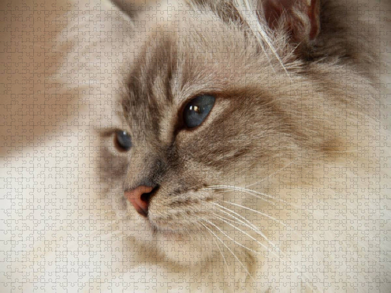 Liprima's Emiliana, Ein Motiv aus dem Kalender Heilige Birma Katzen 2017 - CALVENDO Foto-Puzzle'