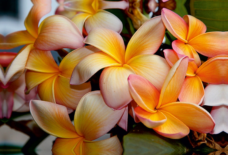 Premium Textil-Leinwand Frangipani