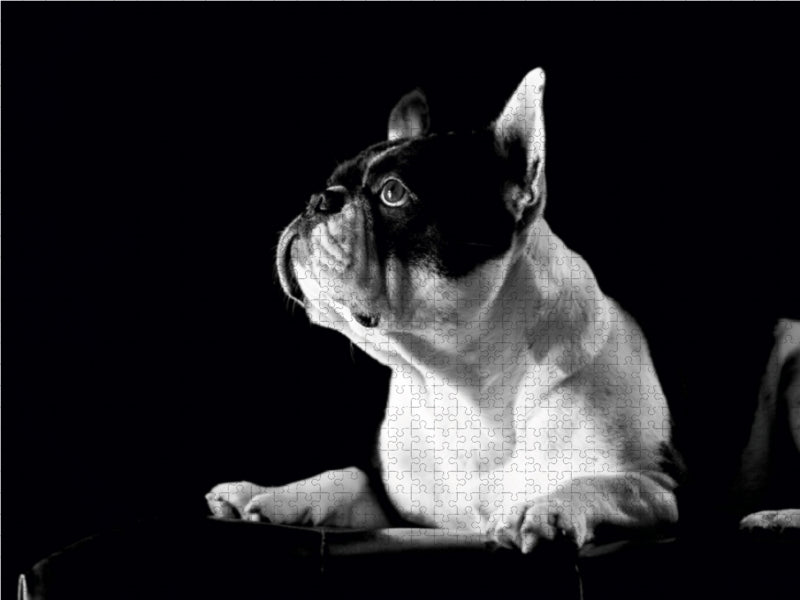 Juno - Französische Bulldogge, 4 Jahre 1000 Teile Puzzle quer - CALVENDO Foto-Puzzle'