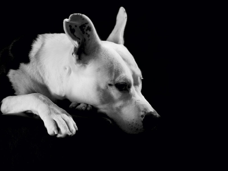 Cheyenne - American Stafford x Dogo Argentino-Mix, 2 Jahre 1000 Teile Puzzle quer - CALVENDO Foto-Puzzle'