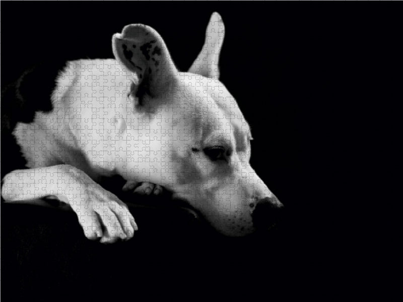 Cheyenne - American Stafford x Dogo Argentino-Mix, 2 Jahre 1000 Teile Puzzle quer - CALVENDO Foto-Puzzle'