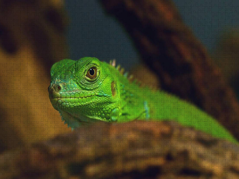 Grüne Wasseragame - CALVENDO Foto-Puzzle'
