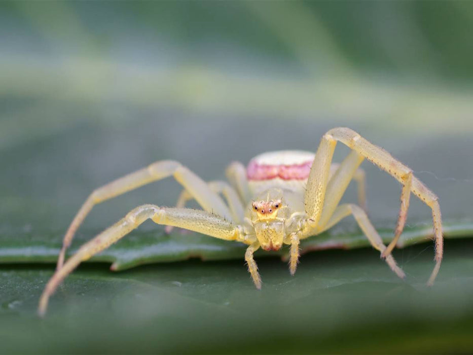 Krabbenspinne - CALVENDO Foto-Puzzle'