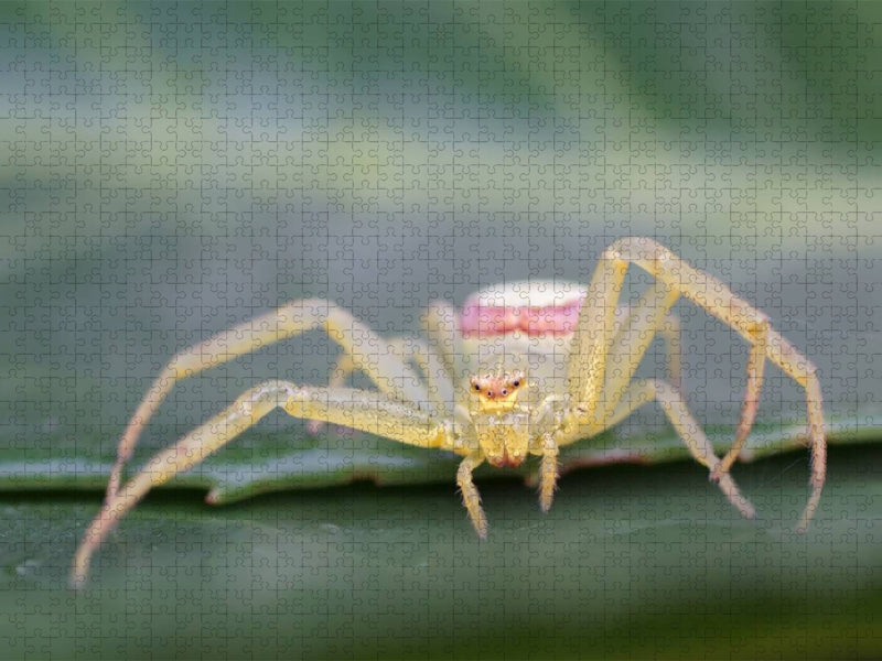 Krabbenspinne - CALVENDO Foto-Puzzle'
