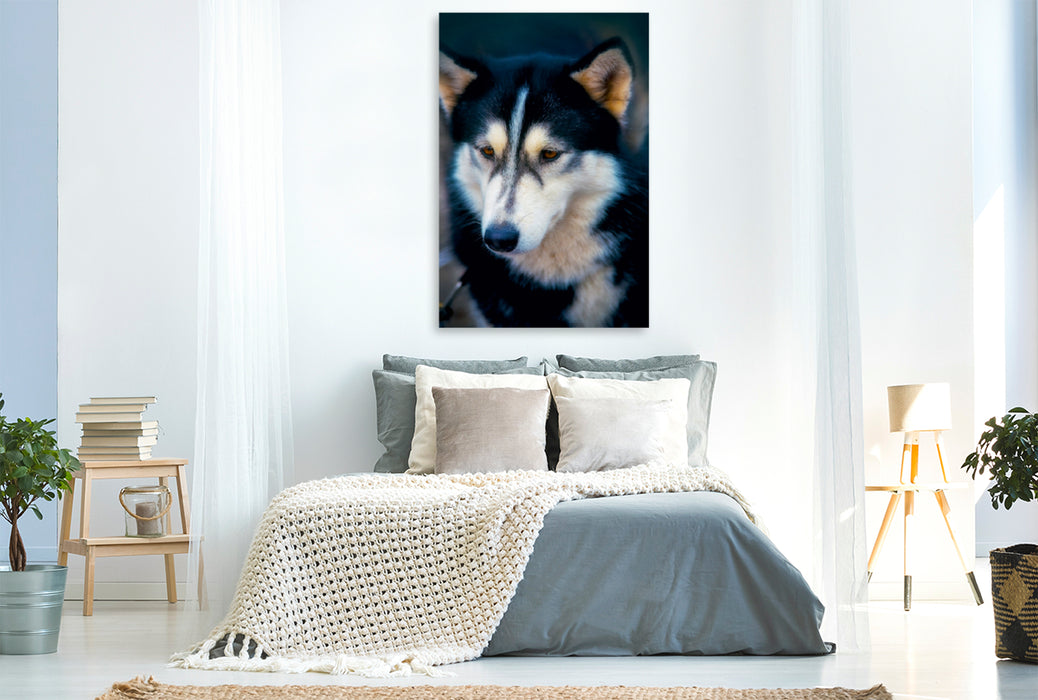 Premium Textil-Leinwand Premium Textil-Leinwand 80 cm x 120 cm  hoch Ein Motiv aus dem Kalender Huskies - Artwork
