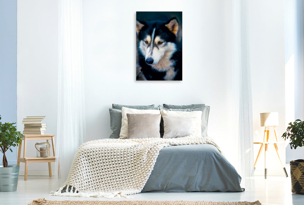 Premium Textil-Leinwand Premium Textil-Leinwand 80 cm x 120 cm  hoch Ein Motiv aus dem Kalender Huskies - Artwork