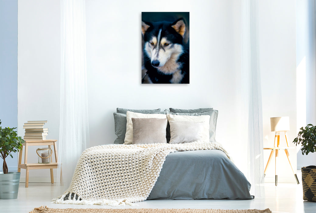 Toile textile haut de gamme Toile textile haut de gamme 80 cm x 120 cm de haut Un motif du calendrier Huskies - œuvre d'art 